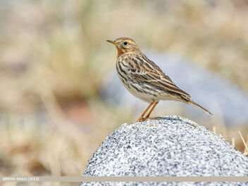 Red-throated Pipit (Anthus cervinus) - Free image #498535