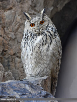 Eagle-owl (Bubo bubo) - image #498625 gratis