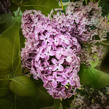 Lilac - image #498655 gratis