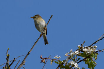 Fitis - Willow Warbler - image gratuit #498955 