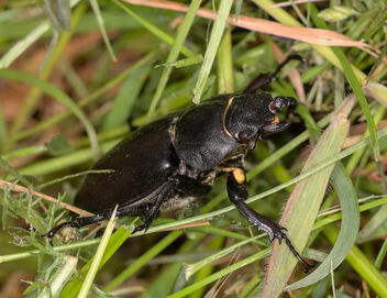 Greater stag beetle - Free image #499035