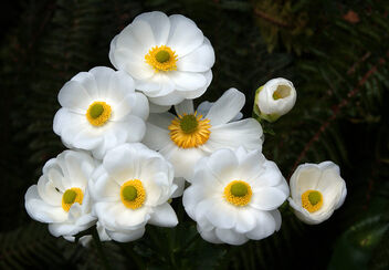 Mount Cook Lilies. Ranunculus lyallii - image gratuit #499045 