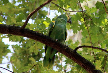 Parrot on the branch - image #499105 gratis