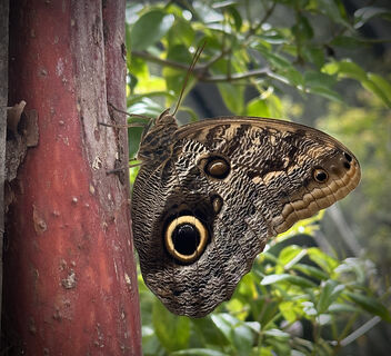 Owl Butterfly - image #499485 gratis