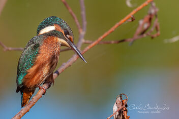 Common Kingfisher taken in the Reserva do Paul Arzila, Portugal - бесплатный image #499625