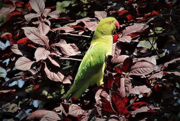 Parrot on the branch - image gratuit #500025 