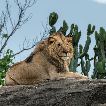 Kidepo Lion, NW Uganda - image #500165 gratis