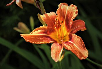 Day lily,, summer lily - image gratuit #500285 