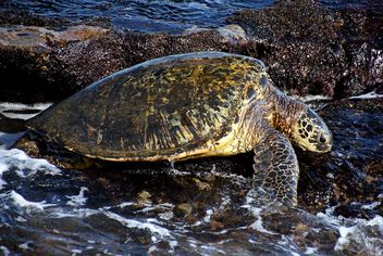 Green sea turtle. - бесплатный image #500305