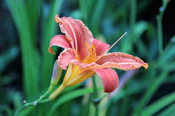 Day lily - Kostenloses image #500355