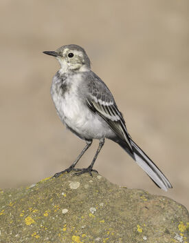 Pied Wagtail - Juvenile - Kostenloses image #500445