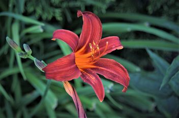 Day lily in the evening light - image #500485 gratis