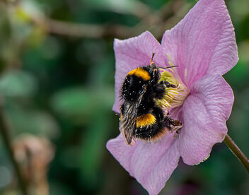 Bumblebee - Kostenloses image #500625