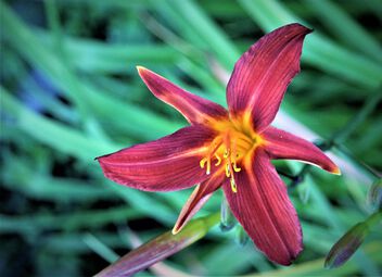 Daylily in the dusk of the evening - Free image #500795