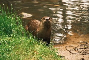 Canadian otter (Lontra canadensis) - Wildpark Eekholt - Eekholt Wildlife Park - Kostenloses image #500985