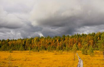 Autumn marsh view - image #501085 gratis
