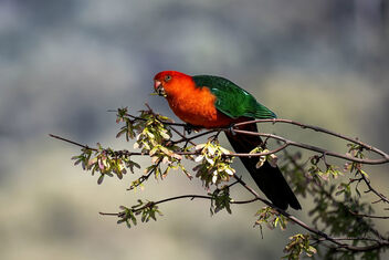 King Parrot - image #501325 gratis