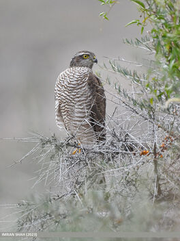 Eurasian Sparrowhawk (Accipiter nisus) - Free image #501335