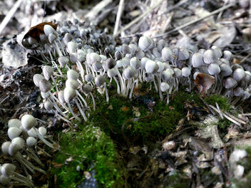 Little colony and green moss - бесплатный image #501465