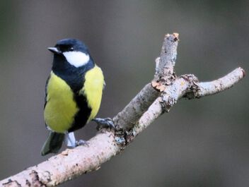 Great tit on the branch - image gratuit #501555 