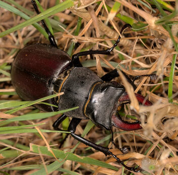 Another day, another European stag beetle - бесплатный image #501615