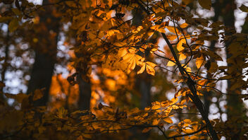 Orange Leaves - Kostenloses image #501735
