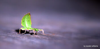 Physical appearence, a vehicle choice of the soul - a leaf stick insect or phyllia - IMG_8932-005X - image #501995 gratis