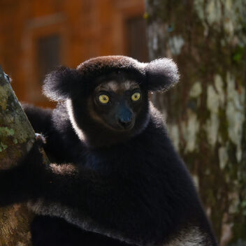 Indri Lemur, Madagascar - бесплатный image #502105