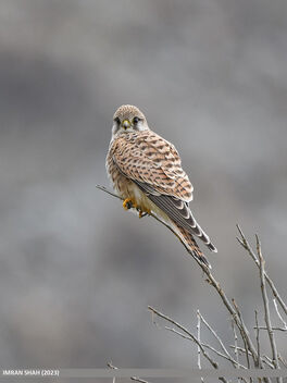 Common Kestrel (Falco tinnunculus) - image #502275 gratis