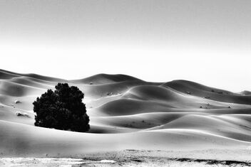 Sinuous Saharan Sand - image gratuit #502715 