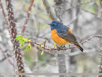 Blue-fronted Redstart (Phoenicurus frontalis) - Free image #502945