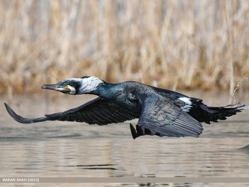 Great Cormorant (Phalacrocorax carbo) - Kostenloses image #503015