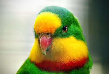The Superb Parrot. - image gratuit #503485 