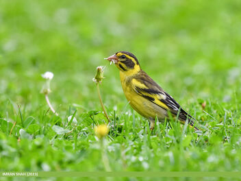 Yellow-breasted Greenfinch (Chloris spinoides) - image gratuit #503505 