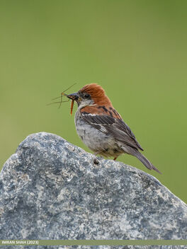 Russet Sparrow (Passer rutilans) - image gratuit #503655 