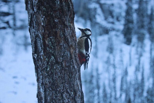A Woodpecker - Kostenloses image #504005