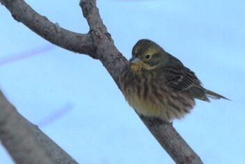 A Yellowhammer - Free image #504075