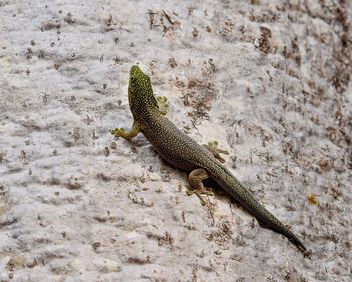 Speckled Day Gecko on a Baobab - image gratuit #504085 