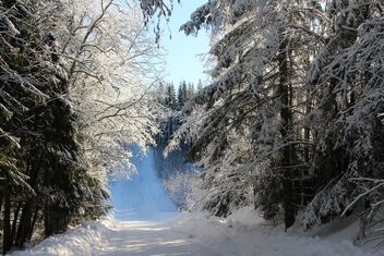 Winter road - Free image #504205
