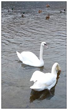 Swan's - image gratuit #504265 
