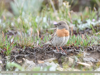 Robin Accentor (Prunella rubeculoides) - Free image #504325