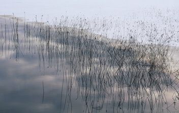 Thin reeds - Free image #504615