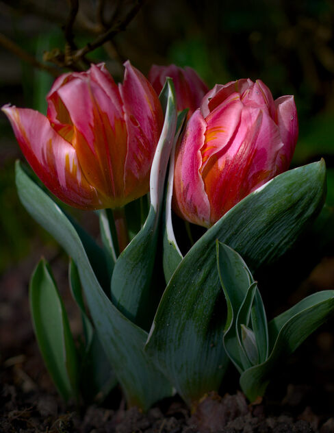 Tulips - Free image #504995