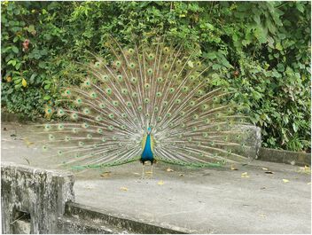 Peacock showing off - Free image #505145