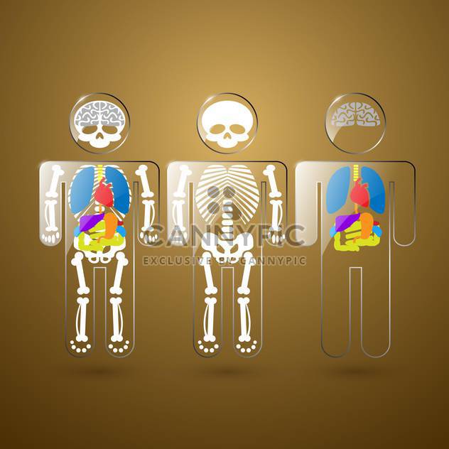 Illustration of human anatomy on the example of the skeleton and organs - бесплатный vector #132205