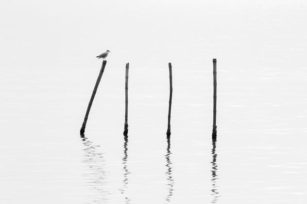 Seagull sitting on bamboo stick - image #136315 gratis