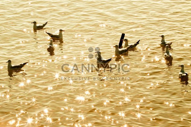 Crowd of seagull floating in the sea - image #136325 gratis