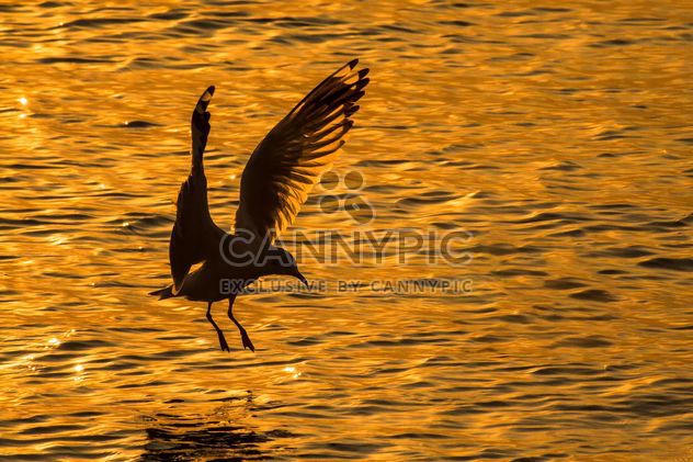 Seagull landing on water - Free image #136345