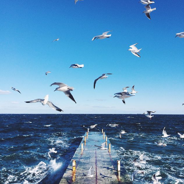 Seagulls flying over the sea - бесплатный image #136415