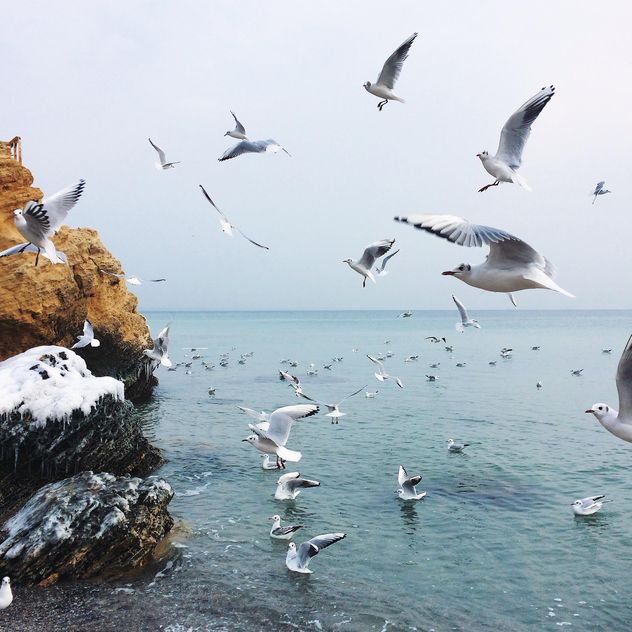 Seagulls flying over sea - image #136505 gratis